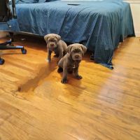 Cane Corso Puppies for sale in Harper Woods, MI 48225, USA. price: $1,800