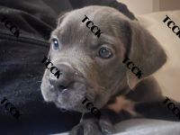 Cane Corso Puppies for sale in Rochester Hills, Michigan. price: $900
