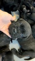 Cane Corso Puppies for sale in Sacramento, California. price: $600