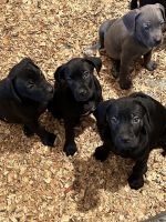 Cane Corso Puppies for sale in Livingston, TX 77351, USA. price: $1,500