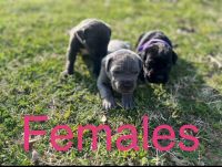 Cane Corso Puppies for sale in Vivian, Louisiana. price: $20,002,500