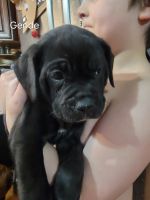 Cane Corso Puppies for sale in Cleveland, Wisconsin. price: $1,000