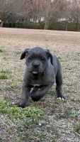 Cane Corso Puppies for sale in Jacksonville, North Carolina. price: $2,500