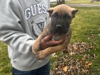 Cane Corso Puppies for sale in Fort Wayne, Indiana. price: $2,000