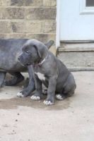 Cane Corso Puppies for sale in Billings, Montana. price: $613