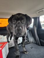 Cane Corso Puppies for sale in 807 E Belmont St, Caldwell, ID 83605, USA. price: $1,500