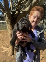 Cane Corso Puppies for sale in Wendell, North Carolina. price: $2,500