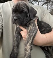 Cane Corso Puppies for sale in Texarkana, Texas. price: $2,500