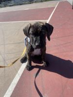 Cane Corso Puppies for sale in Bronx, New York. price: $1,000