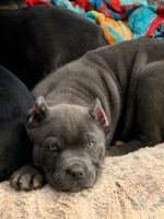 Cane Corso Puppies for sale in Gaffney, South Carolina. price: $1,500
