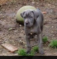 Cane Corso Puppies for sale in Little Rock, Arkansas. price: $1,000