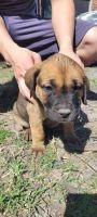 Cane Corso Puppies for sale in Katy, Texas. price: $700