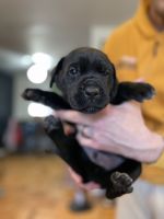 Cane Corso Puppies for sale in Albuquerque, New Mexico. price: $500