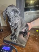 Cane Corso Puppies for sale in Cleveland, Wisconsin. price: $1,200