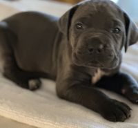 Cane Corso Puppies for sale in Anderson, Indiana. price: $2,500