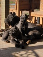 Cane Corso Puppies for sale in Surprise, AZ, USA. price: $3,600