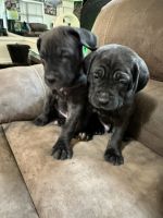 Cane Corso Puppies for sale in Newark, New Jersey. price: $1,600