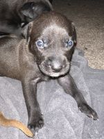 Cane Corso Puppies for sale in Tampa, Florida. price: $500