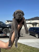 Cane Corso Puppies for sale in Kuna, Idaho. price: $3,500