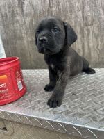 Cane Corso Puppies for sale in Indianola, Iowa. price: NA