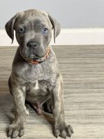 Cane Corso Puppies for sale in Kokomo, Indiana. price: $1,800