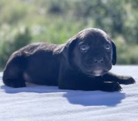 Cane Corso Puppies for sale in Menifee, California. price: $1,500
