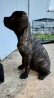 Cane Corso Puppies for sale in Garland, Texas. price: $1,000
