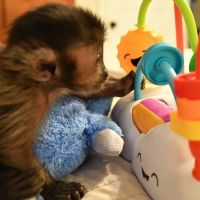 Capuchins Monkey Animals for sale in Toronto, ON, Canada. price: NA