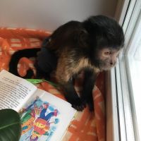 Capuchins Monkey Animals for sale in Torbram Rd, Brampton, ON, Canada. price: NA