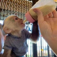 Capuchins Monkey Animals for sale in Miami, FL, USA. price: NA