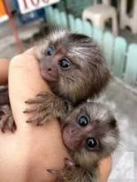 Capuchins Monkey Animals for sale in Nashville, TN, USA. price: NA