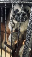 Capuchins Monkey Animals for sale in Dallas, TX, USA. price: NA