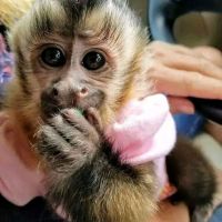 Capuchins Monkey Animals for sale in Morgantown, WV, USA. price: NA