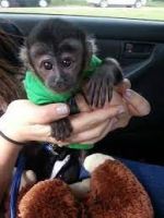 Capuchins Monkey Animals for sale in Kalamazoo, MI, USA. price: NA