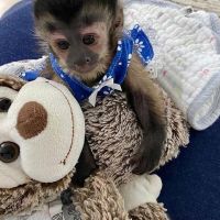 Capuchins Monkey Animals for sale in Columbia, SC, USA. price: NA
