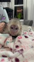 Capuchins Monkey Animals for sale in Tallahassee, FL, USA. price: NA
