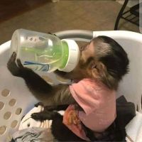 Capuchins Monkey Animals for sale in Phoenix, AZ, USA. price: NA