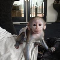 Capuchins Monkey Animals for sale in Winston-Salem, NC, USA. price: NA