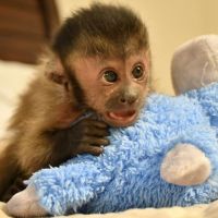 Capuchins Monkey Animals for sale in South Bay, CA, USA. price: NA