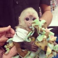 Capuchins Monkey Animals for sale in Lexington, SC, USA. price: NA