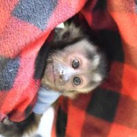 Capuchins Monkey Animals for sale in 50 Hwy 50, Stateline, NV 89449, USA. price: NA