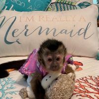 Capuchins Monkey Animals for sale in Norfolk, VA, USA. price: $650