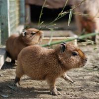 Capybara Rodents Photos