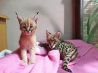 Caracat Cats for sale in Dover, Delaware. price: NA