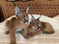 Caracat Cats for sale in Camden, New Jersey. price: NA