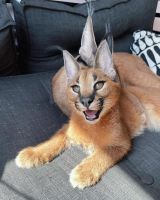 Caracat Cats for sale in Los Angeles, California. price: NA