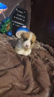 Cardigan Welsh Corgi Puppies for sale in Fort Collins, CO, USA. price: NA