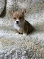 Cardigan Welsh Corgi Puppies for sale in Camp Verde, AZ 86322, USA. price: NA