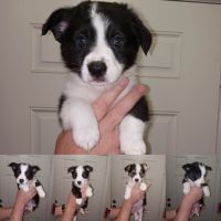 Cardigan Welsh Corgi Puppies for sale in Conroe, TX, USA. price: NA
