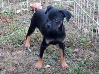 Carlin Pinscher Puppies for sale in Colorado Springs, CO, USA. price: NA